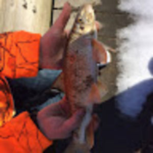 Meet your Posher, Riley